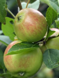 Malus (Scrumptious)  Close-up of Apples on Stalk