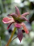 Seedhead of Peony (Paeonia)
