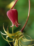 Clematis Texensis Late Flowering Climber
