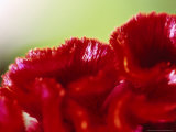 Celosia Cristata (Cockscomb)  Close-up of Red Flower