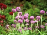 Primula Denticulata Batsford