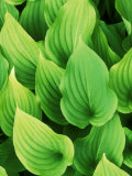 Hosta Nakaiana