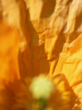 Meconopsis Cambrica (Welsh Poppy)  Close-up of Orange Flower