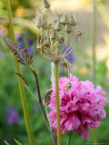 Necatroscordum Siculum and Double Poppy (Flower Heads)