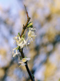 Lonicera Purpusii (Spring Romance)  February