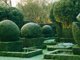 Topiary Yew Covered with Frost Hazlebury Manor  Wiltshire October