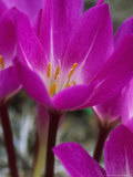 Colchicum Speciosum "Atrorubens" (Autumn Crocus)  Magneta Red Flowers