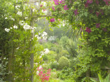 View Through Trellis Arch of Clematis Etoil Violette into Garden