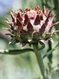Cynara Cardunculus (Cardoon)  Close-up of Flower Bud with Red Tips