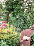Rose Arch  Chair Trug  Rosa "Peace " Lysimachia Punctata  Rosa "Albertine"