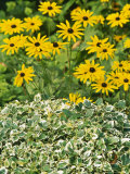 Summer Partner  Euonymus & Rudbeckia Fulgidia Var Deamii  September