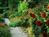 Gravel Path Meandering Through Hot Border with Planting of Spiky Red Dahlias