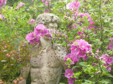 Lavatera X Clementii Burgundy Wine (Mallow) and Statue  Devon