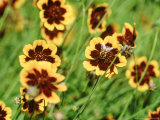 Yellow Flower with Contrasting Coloured Centre and Bee (Cosmidium Burridgeanum Phillipine)