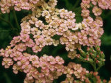 Achillea "Summer Pastels" (Yarrow)  Perennial
