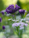 Chearophyllum Hirsutum (Roseum)  Allium (Purple Sensation)