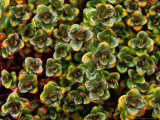 Thyme "Doone Valley" Close-up of Foliage