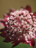 Masterwort