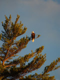Lake  Birds