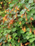 Tuberous Nasturtium