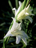 Gladiolis "The Bride " Slender White Flowers with Yellow Markings