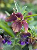 Helleborus X Hybridus and Pulmonaria (Elworthy Seedling)
