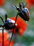 Dahlia  Bishop of Llandaff (Flower Bud  Water Drop)  September