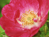 Rosa "Greenmantle" (Rubiginosa Hybrid Rose)  Dark Pink Flower