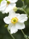 Japanese Anemone