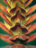 Aphelandra Flava  Close-up of Single Orange Flower Spike