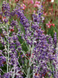 Perovskia  Little Spire (Russian Sage)