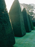 Yew Topiary Pyramids Athelhampton  Dorset