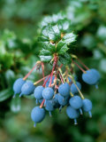 Barberry