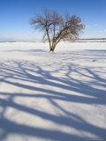 Tree Among Snow with Shadow