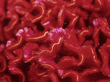 Celosia Argentea Var Cristata (Cockscomb)
