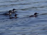 Lake Scenes  Birds at Sunset