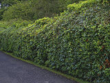 Hedge  Rhododendron in the Summer Without Flowers