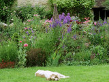 Close-up of Brown and White Family Dog  in Front of Summer Border at Cooks Farm Garden  Somerset