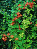 Tropaeolum Speciosum