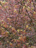 Acer Palmatum with Early Spring Growth and Raindrops