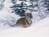 Siberian Tiger in Snow