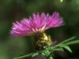 Centaurea Pulcherrima  Close-up of Flower
