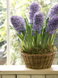 Hyacinthus (Hyacinth) in Basket on Windowsill