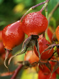 Close-up of Bright Red and Orange Hips of Rosa  William Shakespeare (Rose)