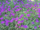 Delosperma Cooperi