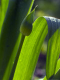 Allium Christophii (Bud in Early Spring)