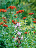 Summer Partners  Dictamnus Alba Purpureus & Lychnis Chalcedonica