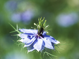 Nigella Damascena (Miss Jekyll)  Close-up of Blue Flower