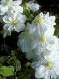 Clematis  Mme Le Coultre (Syn C Marie Boisselot)