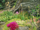 Seaside Rock Garden Salt Tolerant Succulents Hebe